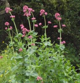 Fotografia da espécie Centranthus ruber