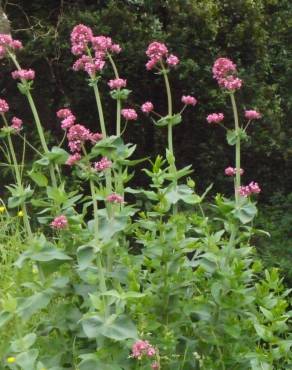 Fotografia 18 da espécie Centranthus ruber no Jardim Botânico UTAD