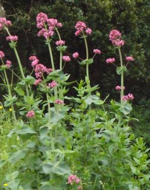 Fotografia 18 da espécie Centranthus ruber no Jardim Botânico UTAD