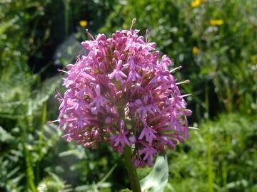 Fotografia da espécie Centranthus ruber