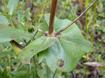 Fotografia da espécie Centranthus ruber