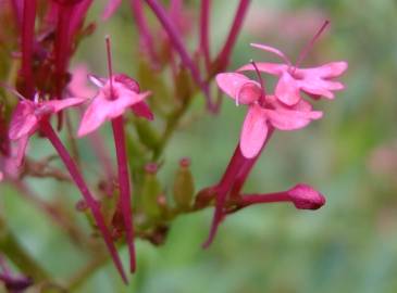 Fotografia da espécie Centranthus ruber