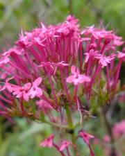 Fotografia da espécie Centranthus ruber