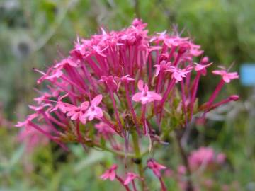 Fotografia da espécie Centranthus ruber