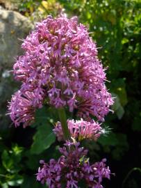 Fotografia da espécie Centranthus ruber