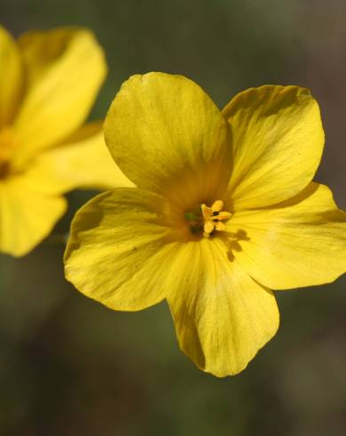 Fotografia de capa Linum maritimum - do Jardim Botânico