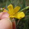 Fotografia 9 da espécie Linum maritimum do Jardim Botânico UTAD