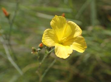 Fotografia da espécie Linum maritimum