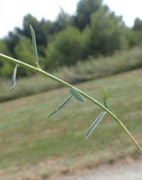 Fotografia 11 da espécie Linum maritimum no Jardim Botânico UTAD