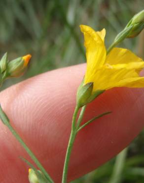 Fotografia 12 da espécie Linum maritimum no Jardim Botânico UTAD