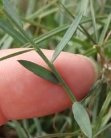 Fotografia da espécie Linum maritimum