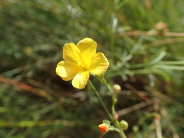 Fotografia da espécie Linum maritimum