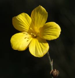 Fotografia da espécie Linum maritimum