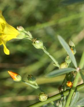 Fotografia 16 da espécie Linum maritimum no Jardim Botânico UTAD