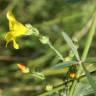 Fotografia 16 da espécie Linum maritimum do Jardim Botânico UTAD