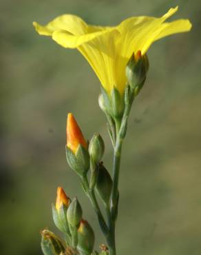 Fotografia 18 da espécie Linum maritimum no Jardim Botânico UTAD