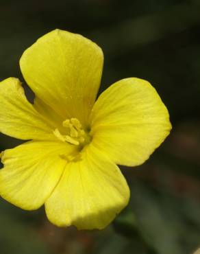 Fotografia 19 da espécie Linum maritimum no Jardim Botânico UTAD