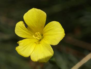 Fotografia da espécie Linum maritimum