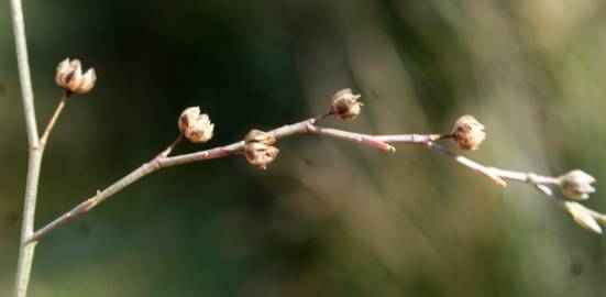 Fotografia da espécie Linum maritimum