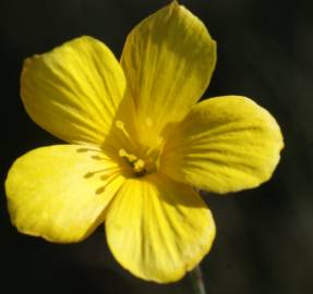 Fotografia da espécie Linum maritimum