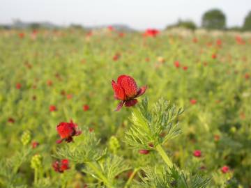 Fotografia da espécie Adonis annua