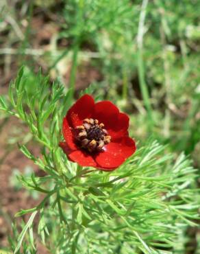 Fotografia 9 da espécie Adonis annua no Jardim Botânico UTAD