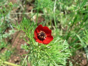 Fotografia da espécie Adonis annua