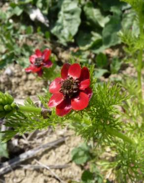 Fotografia 10 da espécie Adonis annua no Jardim Botânico UTAD