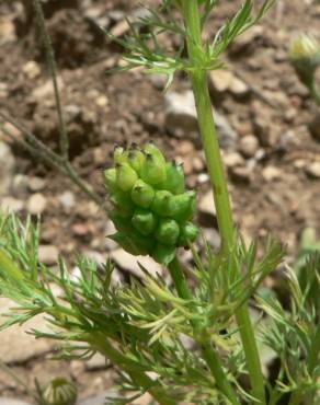 Fotografia 11 da espécie Adonis annua no Jardim Botânico UTAD