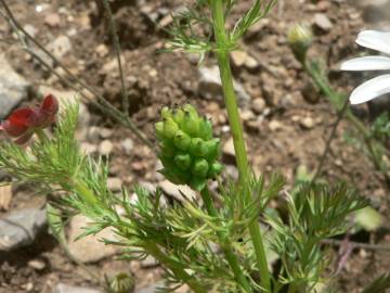 Fotografia da espécie Adonis annua