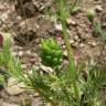 Fotografia 11 da espécie Adonis annua do Jardim Botânico UTAD