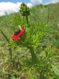 Fotografia da espécie Adonis annua