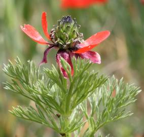 Fotografia da espécie Adonis annua