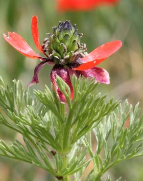 Fotografia 14 da espécie Adonis annua no Jardim Botânico UTAD