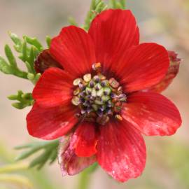 Fotografia da espécie Adonis annua