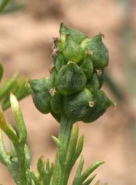 Fotografia da espécie Adonis annua