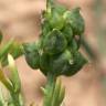 Fotografia 16 da espécie Adonis annua do Jardim Botânico UTAD