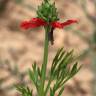 Fotografia 18 da espécie Adonis annua do Jardim Botânico UTAD