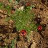 Fotografia 19 da espécie Adonis annua do Jardim Botânico UTAD