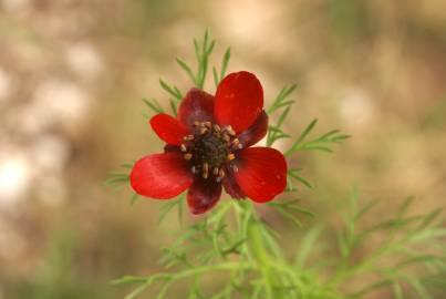 Fotografia da espécie Adonis annua