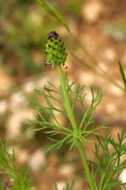 Fotografia da espécie Adonis annua