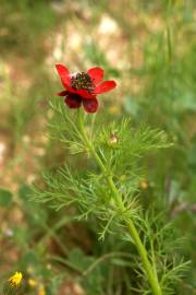 Fotografia da espécie Adonis annua