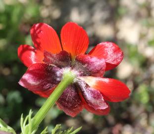 Fotografia da espécie Adonis annua