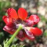 Fotografia 30 da espécie Adonis annua do Jardim Botânico UTAD