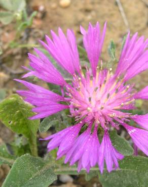 Fotografia 17 da espécie Centaurea pullata no Jardim Botânico UTAD