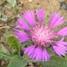 Fotografia 17 da espécie Centaurea pullata do Jardim Botânico UTAD