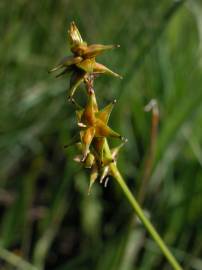 Fotografia da espécie Carex echinata