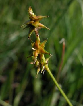 Fotografia 10 da espécie Carex echinata no Jardim Botânico UTAD