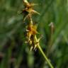 Fotografia 10 da espécie Carex echinata do Jardim Botânico UTAD