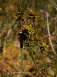 Fotografia da espécie Carex echinata